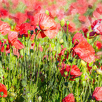 Buy canvas prints of Bright Red Poppies by Helen Hotson