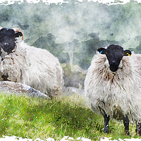 Buy canvas prints of Sheep on the Moors by Helen Hotson