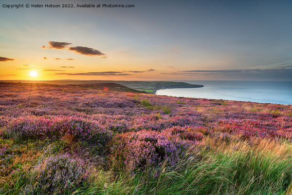 Sunset over heather in bloom on the North York Moors National Pa Picture Board by Helen Hotson