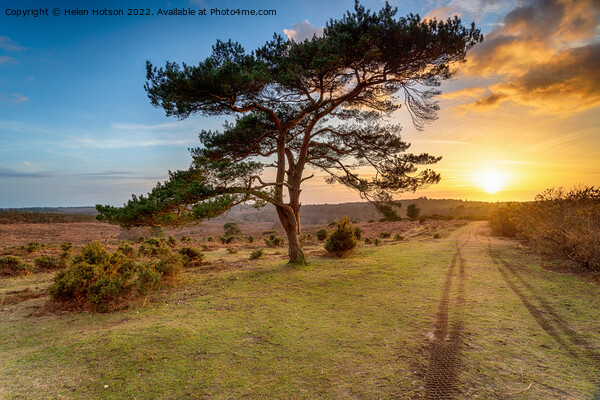 Beautiful sunset over a lone Pine tree at Bratley View  Picture Board by Helen Hotson