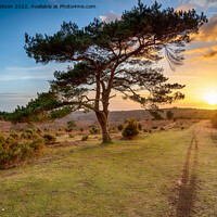 Buy canvas prints of Beautiful sunset over a lone Pine tree at Bratley View  by Helen Hotson