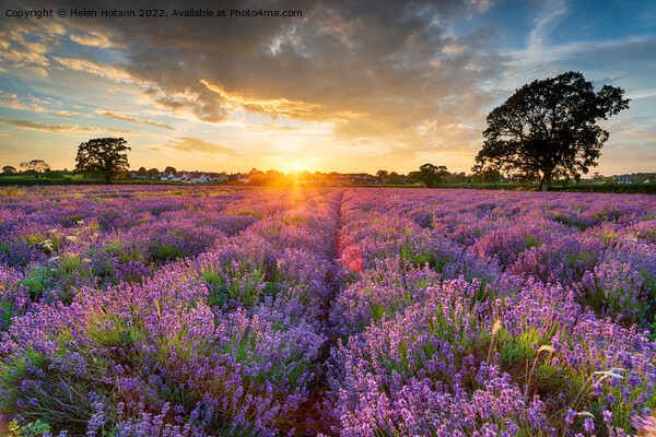 Stunning sunset over fields of Lavender in Somerset Picture Board by Helen Hotson