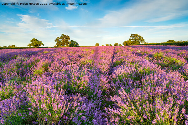 A Field of Lavender in Somerset Picture Board by Helen Hotson