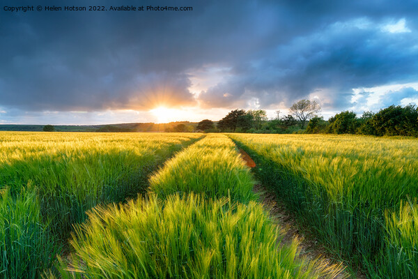 Dramatic Sunset over Barley Fields Picture Board by Helen Hotson