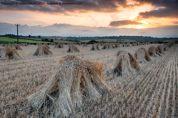 Barley Harvest in Devon Picture Board by Helen Hotson