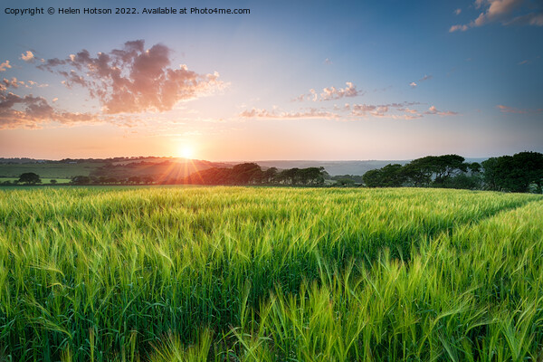 Beautiful Sunset over Fields of Barley Picture Board by Helen Hotson