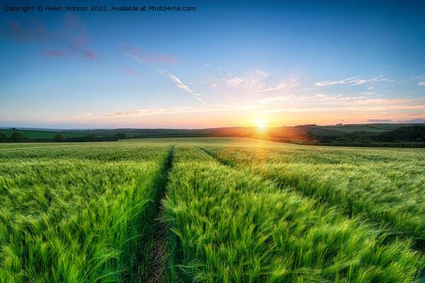 Barley Field Sunset Picture Board by Helen Hotson