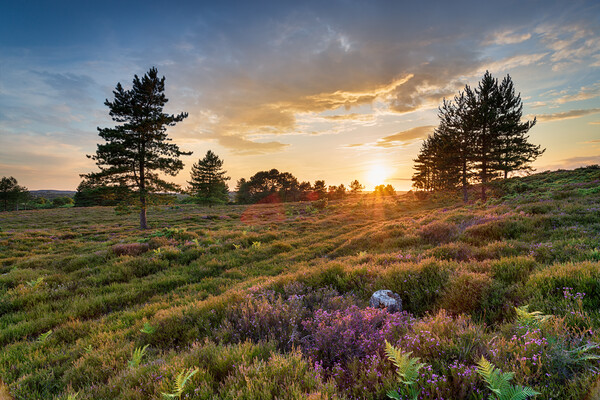 Stunning sunset over heather and Scots Pine trees on Slepe Heath Picture Board by Helen Hotson