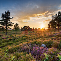 Buy canvas prints of Stunning sunset over heather and Scots Pine trees on Slepe Heath by Helen Hotson