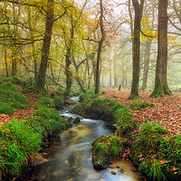 Buy canvas prints of Misty Forest by Helen Hotson