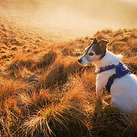 Buy canvas prints of A Jack Russell Terrier dog by Helen Hotson