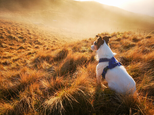 A Parson Jack Russell Terrier dog gazing out at a misty sunset  Picture Board by Helen Hotson
