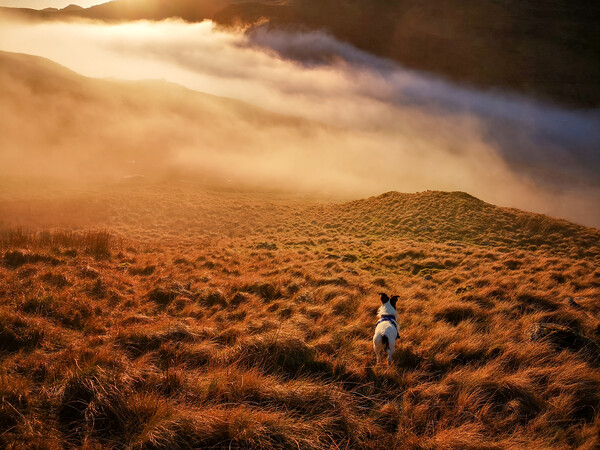 A Parson Jack Russell Terrier dog standing on a mountain slope Picture Board by Helen Hotson