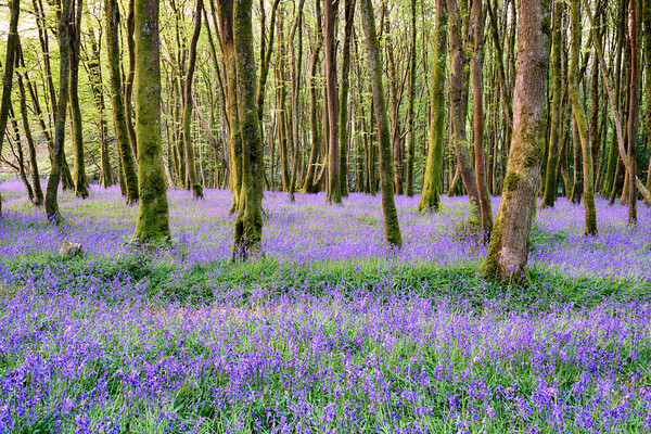 Cornish Bluebell Woods Picture Board by Helen Hotson