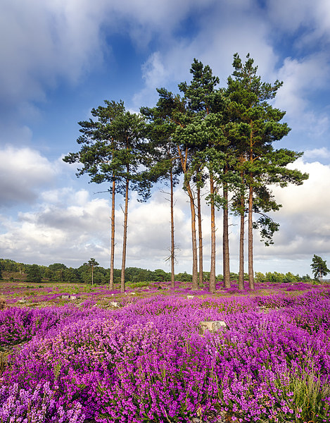 Summer Heather at Arne in Dorset Picture Board by Helen Hotson