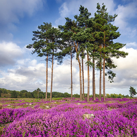 Buy canvas prints of Summer Heather at Arne in Dorset by Helen Hotson