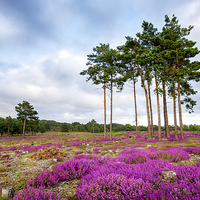 Buy canvas prints of Summer Heather and Pine Trees by Helen Hotson