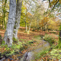 Buy canvas prints of The New Forest by Helen Hotson