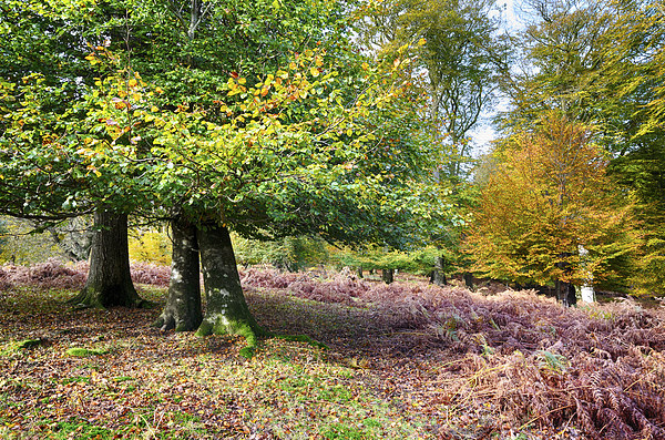Autumn in the New Forest Picture Board by Helen Hotson