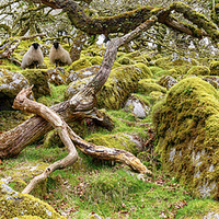 Buy canvas prints of Ancient gnarled and stunted oak tree trunks growin by Helen Hotson