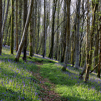 Buy canvas prints of Bluebell Woods by Helen Hotson