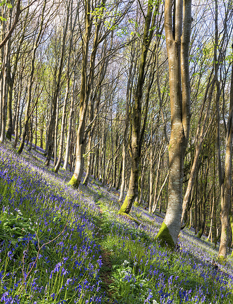 Bluebell Woods Picture Board by Helen Hotson
