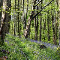 Buy canvas prints of Magical Bluebell Woods by Helen Hotson