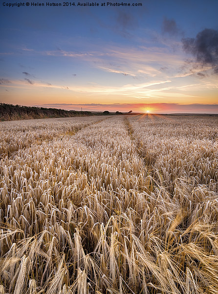 Barley Field at sunset in the Cornish Countryside Picture Board by Helen Hotson