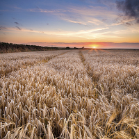Buy canvas prints of Barley Field at sunset in the Cornish Countryside by Helen Hotson