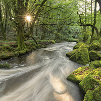 Buy canvas prints of Magical Forest by Helen Hotson