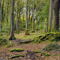 Buy canvas prints of Beautiful Forest by Helen Hotson