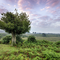 Buy canvas prints of Bratley View in the New Forest by Helen Hotson