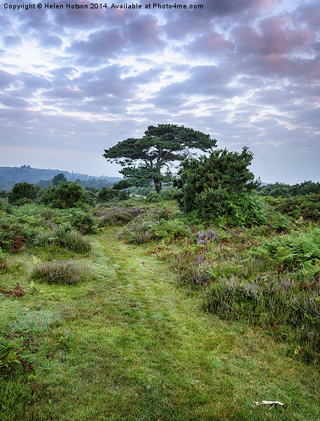 New Forest Dawn Picture Board by Helen Hotson