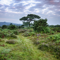 Buy canvas prints of New Forest Dawn by Helen Hotson