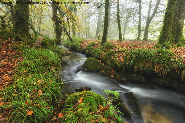 Autumn at Golitha Falls Picture Board by Helen Hotson