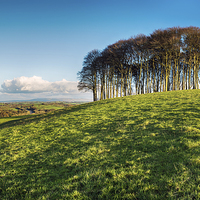 Buy canvas prints of Stand of Beech Trees by Helen Hotson