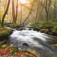 Buy canvas prints of Misty Autumn Woods by Helen Hotson