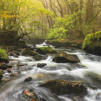 Buy canvas prints of Forest Cascade by Helen Hotson