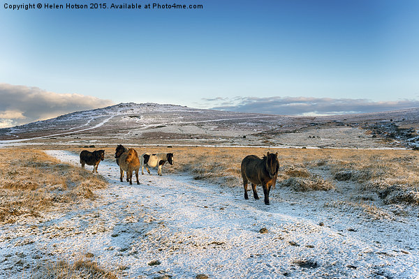 Dartmoor Ponies Picture Board by Helen Hotson
