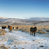 Buy canvas prints of Dartmoor Ponies by Helen Hotson