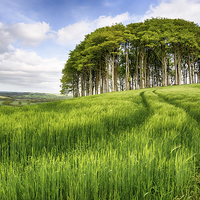 Buy canvas prints of Copse of Trees on a Hill by Helen Hotson