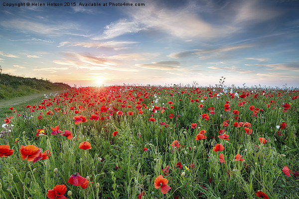Poppy Fields in Cornwall Picture Board by Helen Hotson