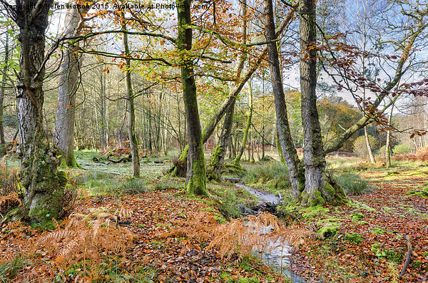 Forest Stream in Autumn Picture Board by Helen Hotson