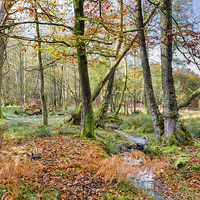 Buy canvas prints of Forest Stream in Autumn by Helen Hotson