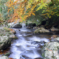 Buy canvas prints of Autumn Colour on Dartmoor by Helen Hotson