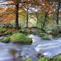 Buy canvas prints of Forest River by Helen Hotson