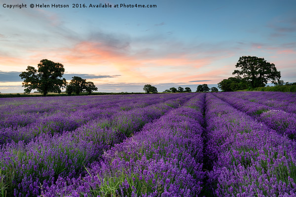 Lavender Rows Picture Board by Helen Hotson