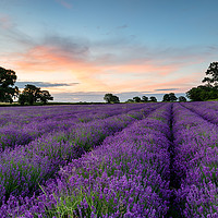 Buy canvas prints of Lavender Rows by Helen Hotson