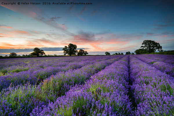 Lavender Sunrise Picture Board by Helen Hotson