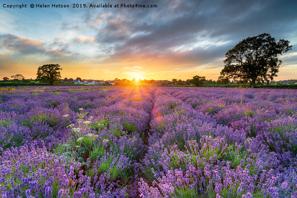 Sunset over beautiful fields of lavender  Picture Board by Helen Hotson